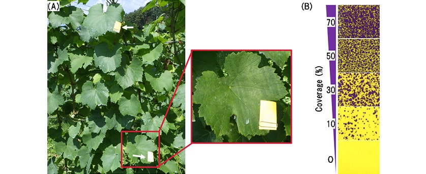 Fig. 6 (A) Water-Sensitive Paper Attached to Leaves (Indicated by Arrows), (B) Water-Sensitive Paper with Different Levels of Coverage