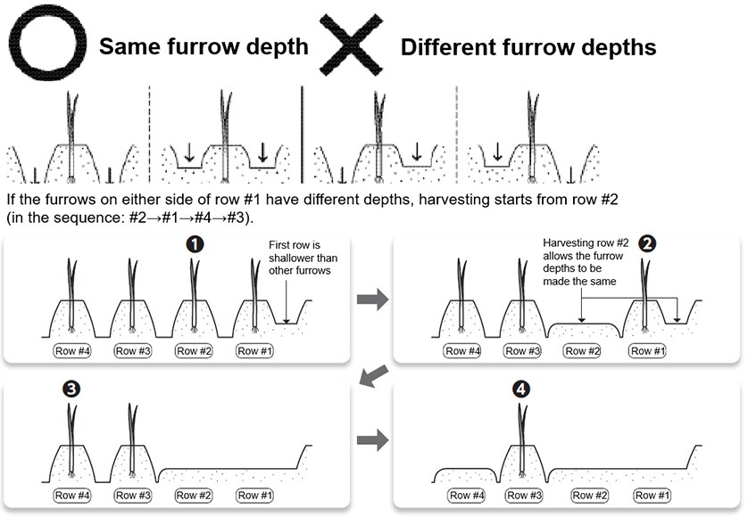 Fig. 3 Farm Field Condition and Harvesting Procedure