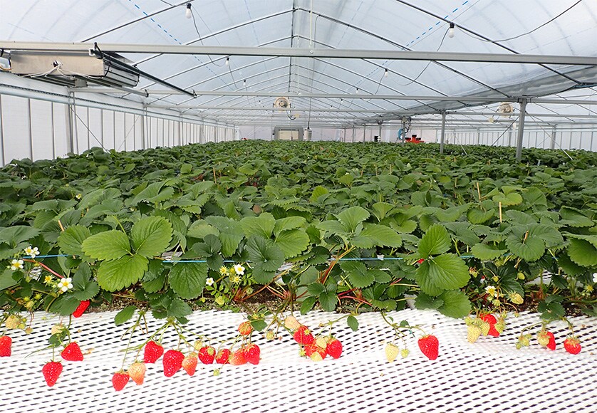 Growing Strawberries Using a High-Density Rotating Cultivation Apparatus