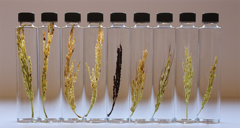Different Morphologies of an Ear of Rice