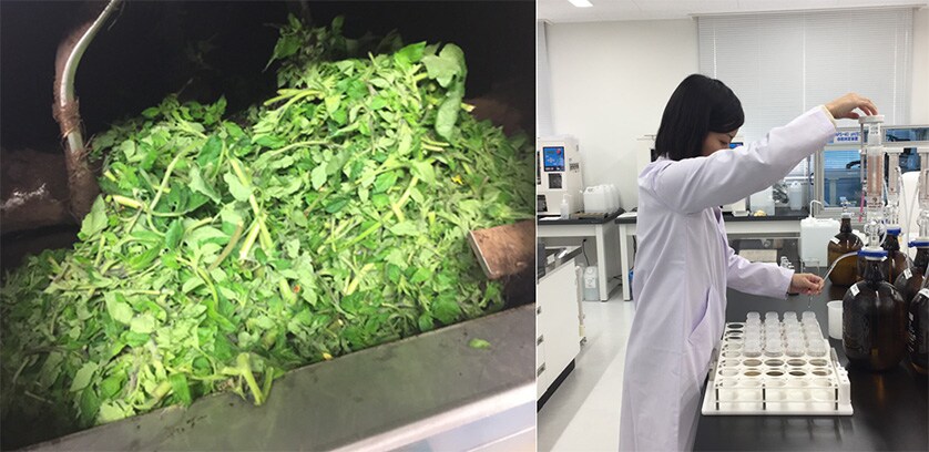 Decomposition and Analysis of Plant Waste