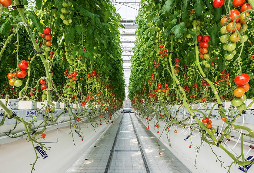 Tomato Growing